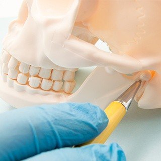 Model of jaw and skull bone